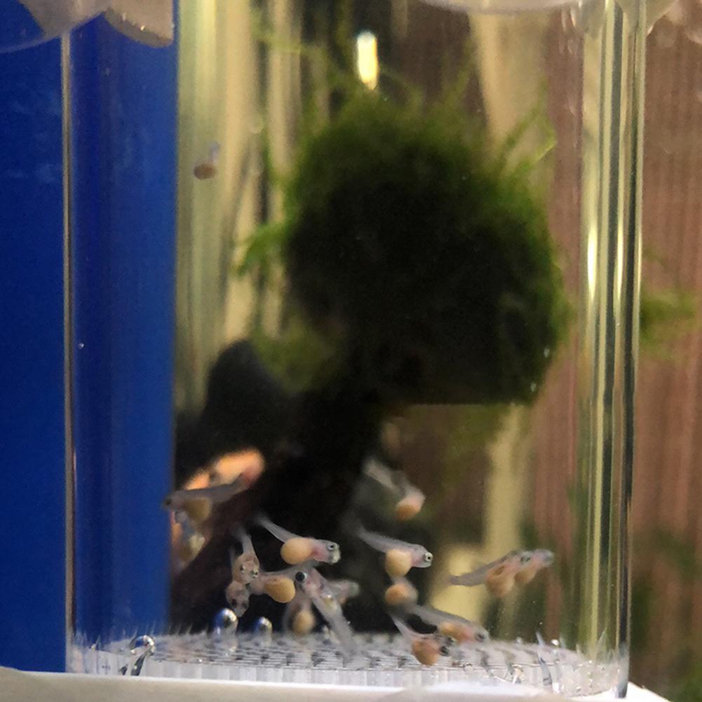 40mmインキュベーター魚孵化場卵口内孵化場魚卵水槽シクリッ - Aquarium Fish Eggs のレビューと価格