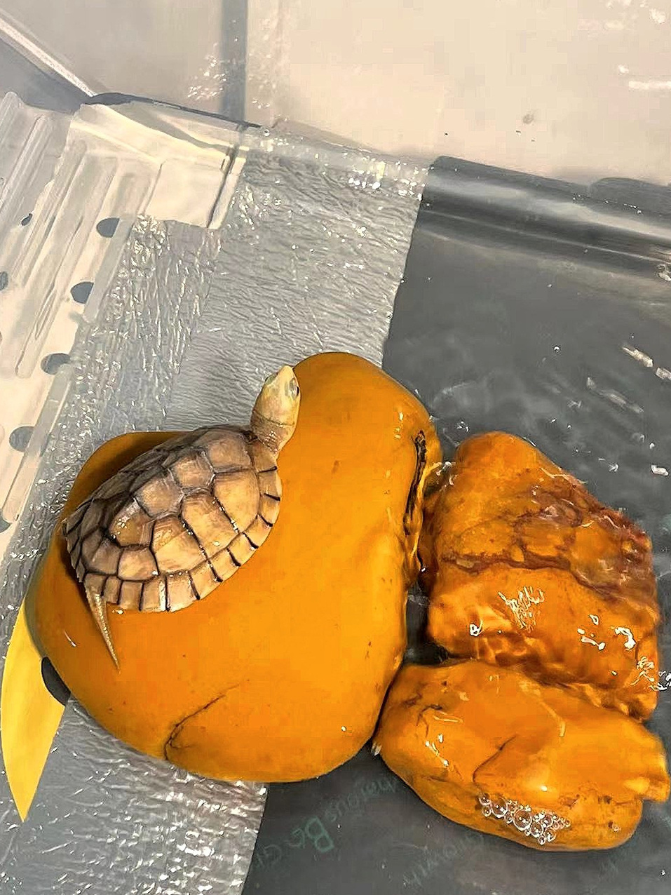 天然黄色ワックスストーン製カメの日光浴場、水槽の景観装飾用足 - Aquarium Fish Yellow のレビューと価格